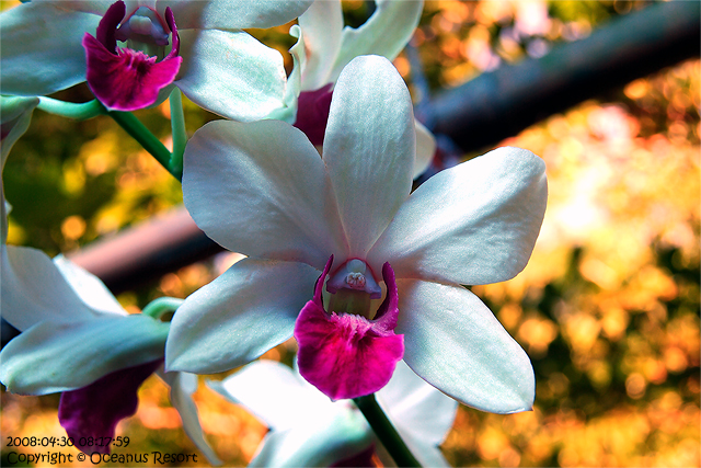 orchid