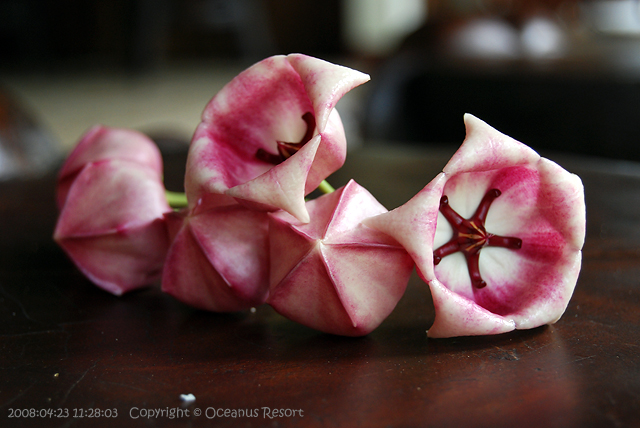 hoya