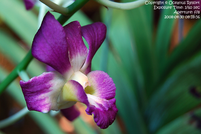 orchid