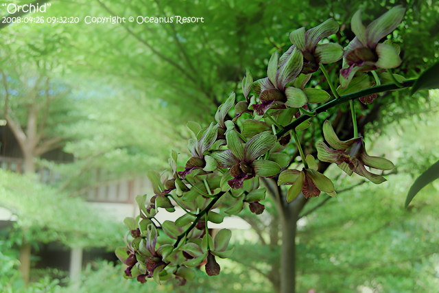 orchid