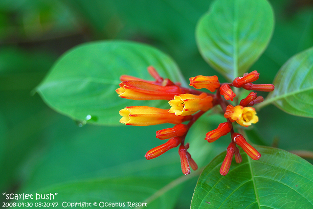 scarlet bush