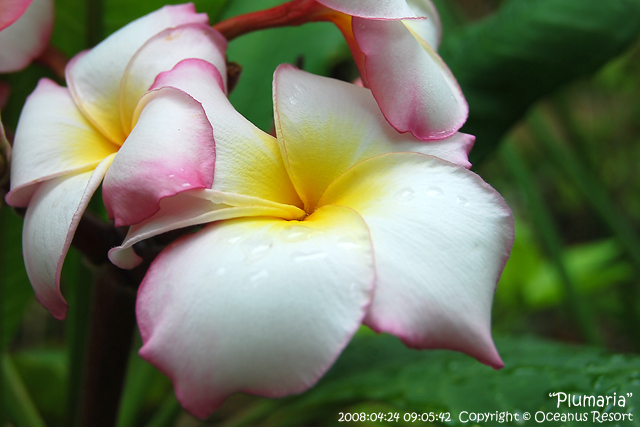 plumaria