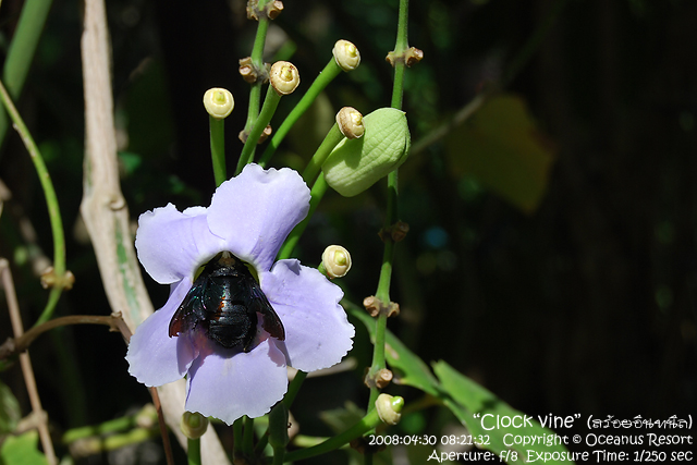 clock vine