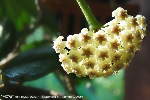hoya