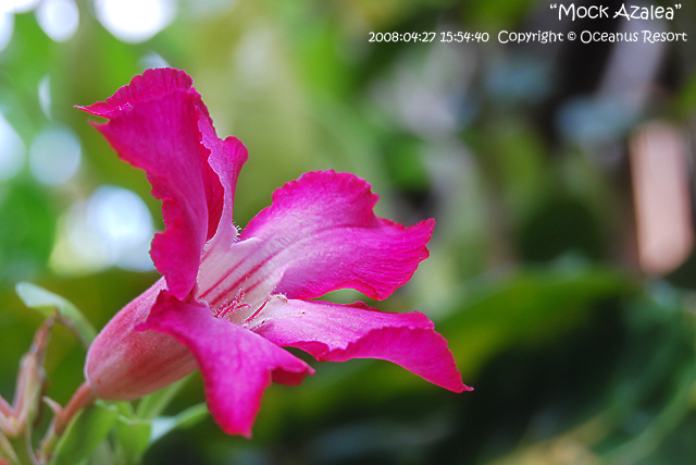mock azalea
