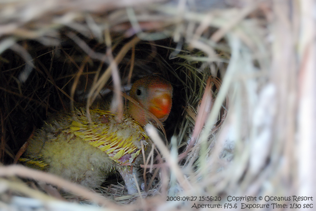 baby love bird