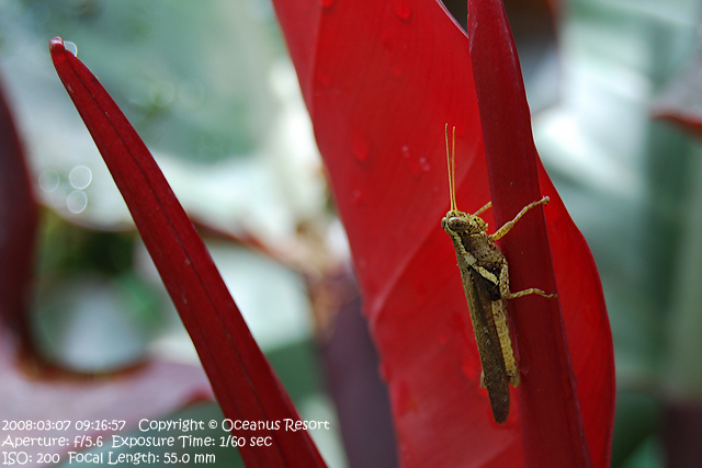 grasshopper