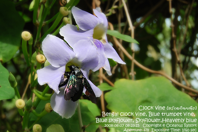 clock vine