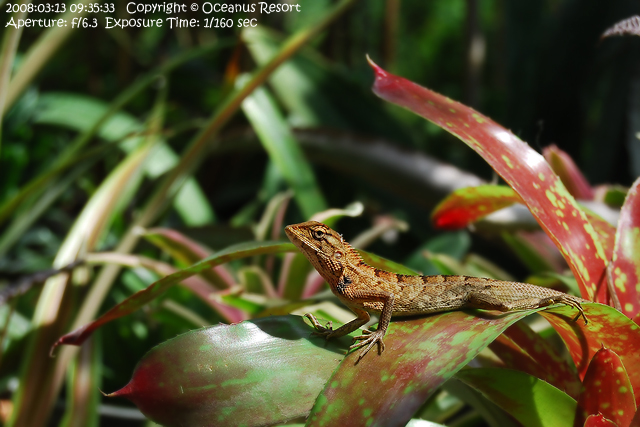 chameleon