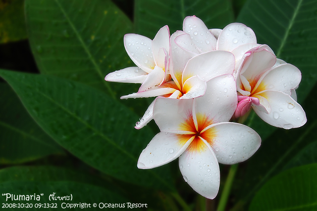 plumaria
